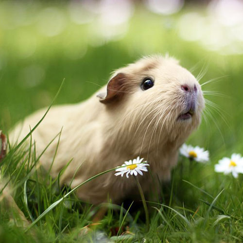 Fun Guinea Pig Facts